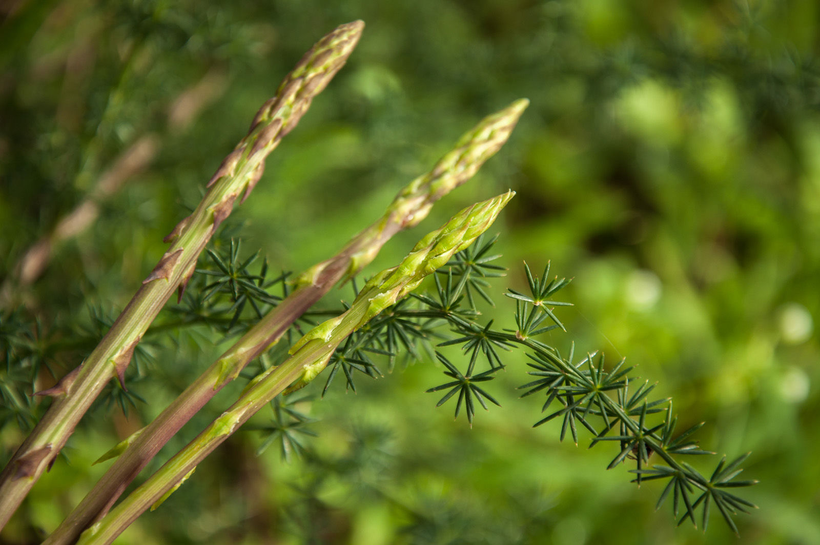 Wild asparagus
